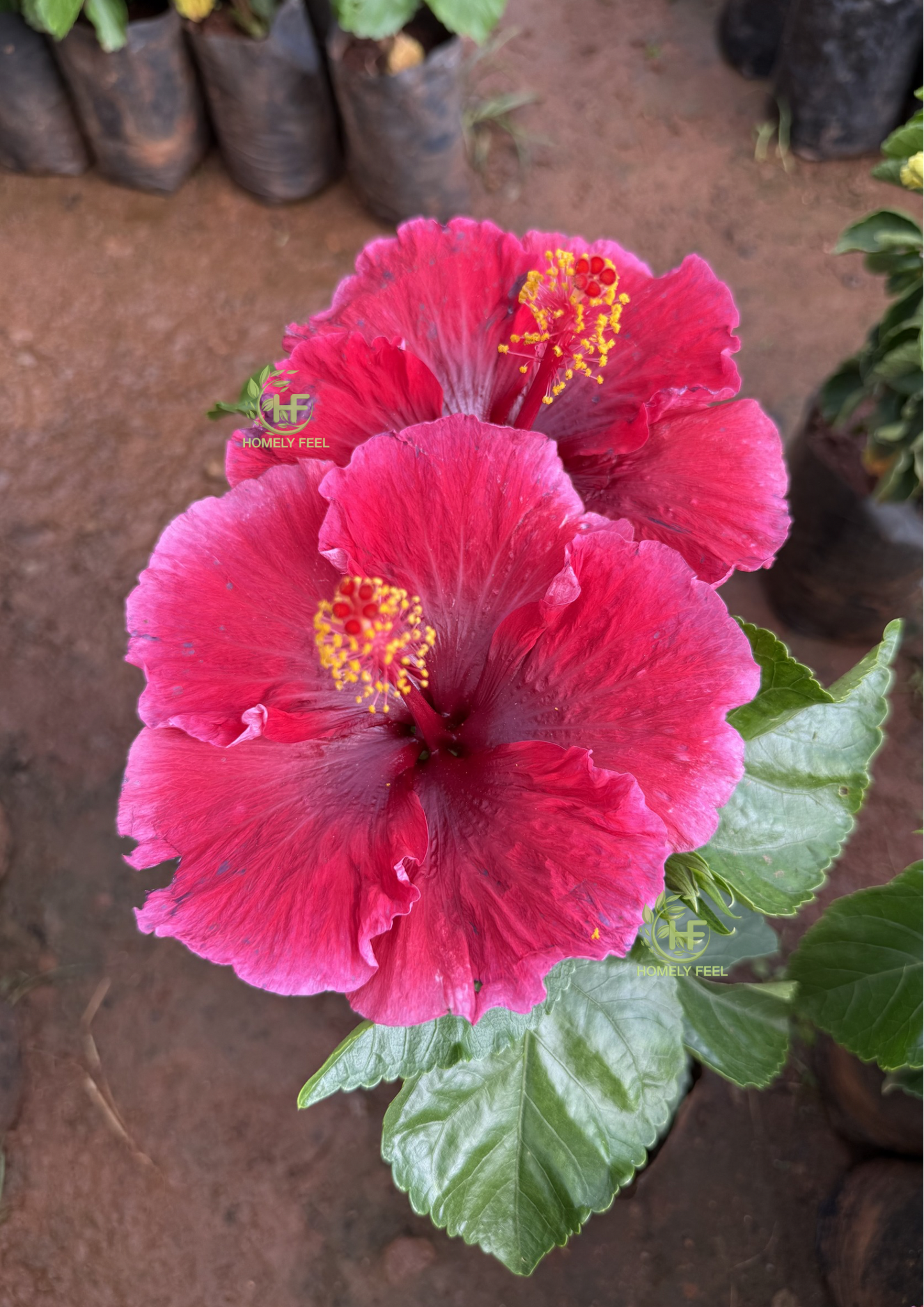 Hibiscus Royal Maroon Hybrid