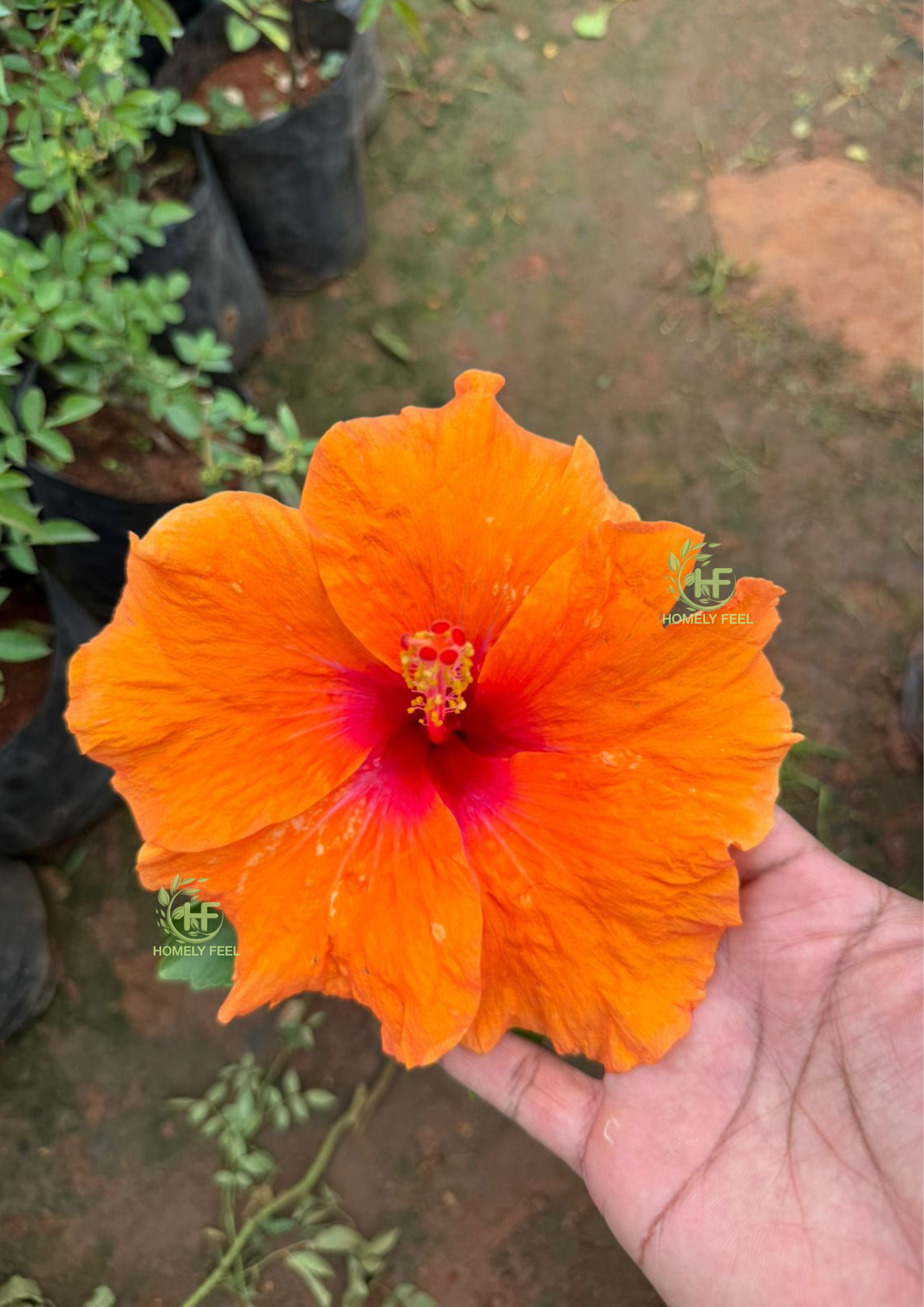 Hibiscus Orange Fiesta Hybrid