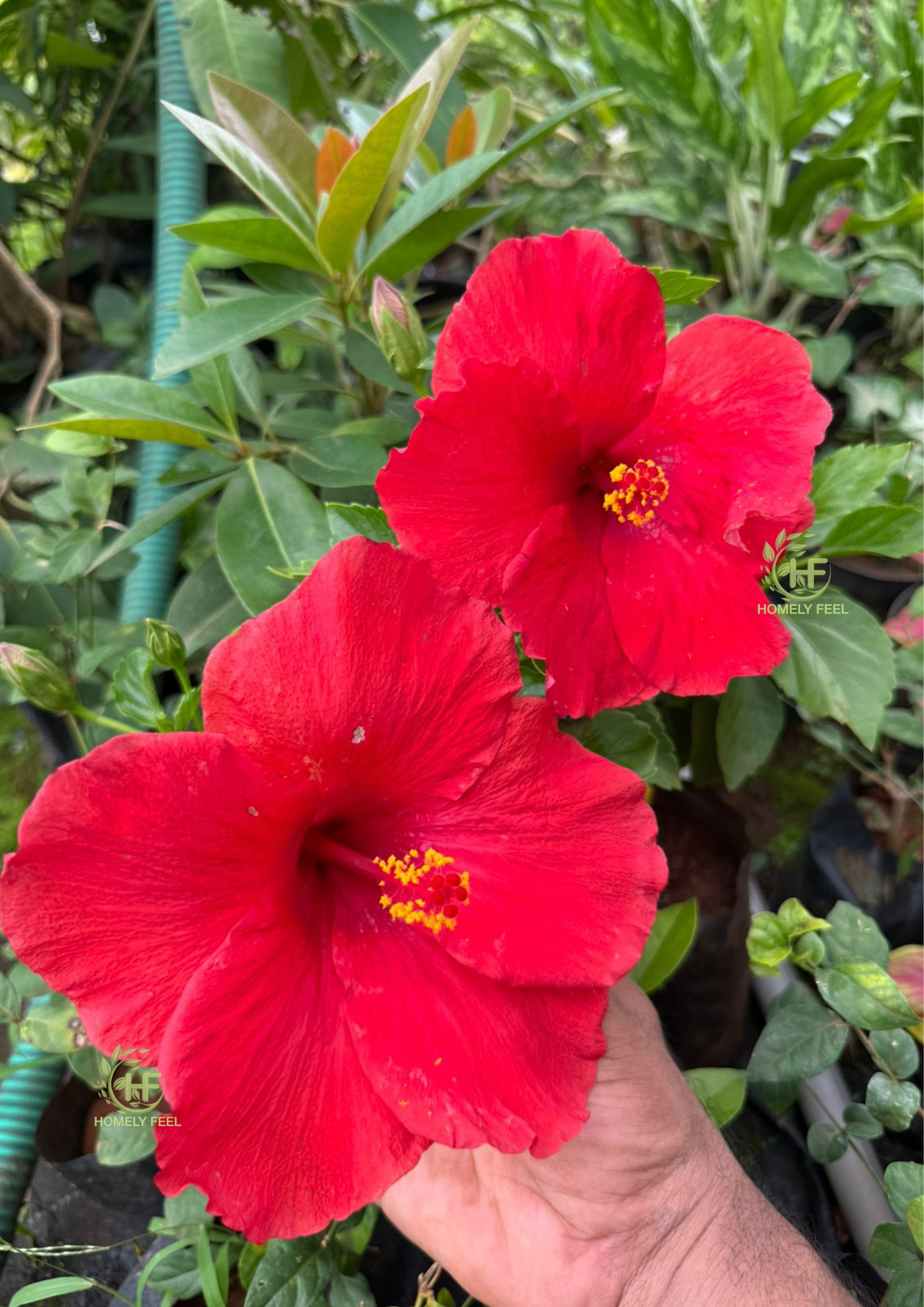 Hibiscus Red Big Flower Hybrid