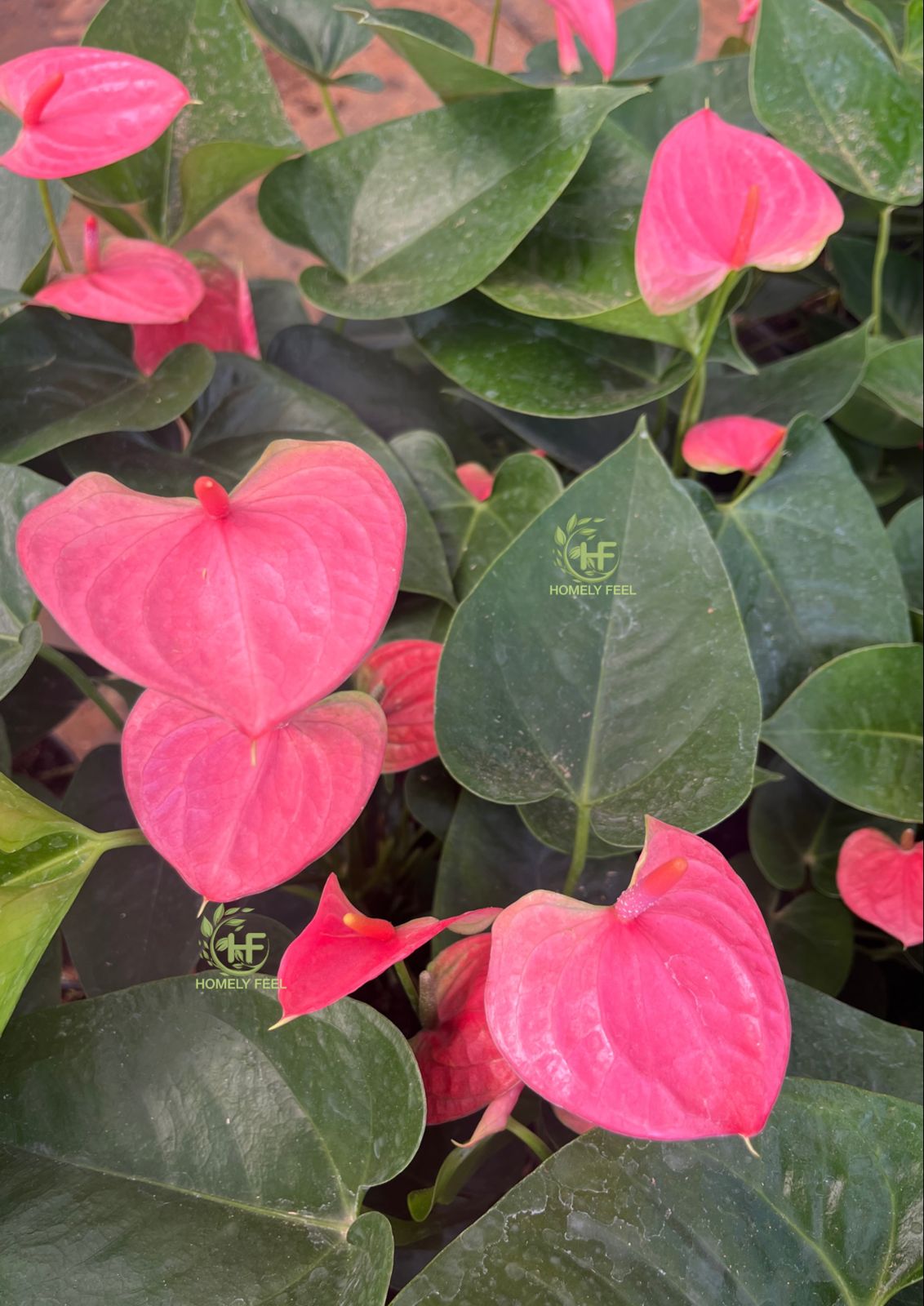 Anthurium Pink