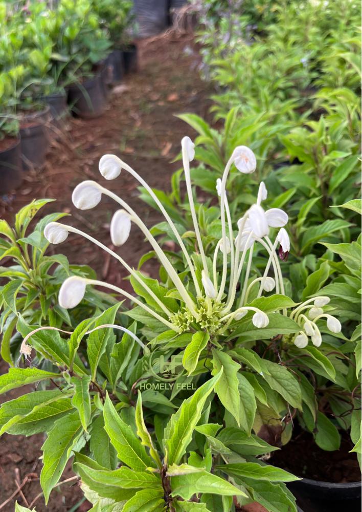 Musical Note/Morning Kiss Plant.