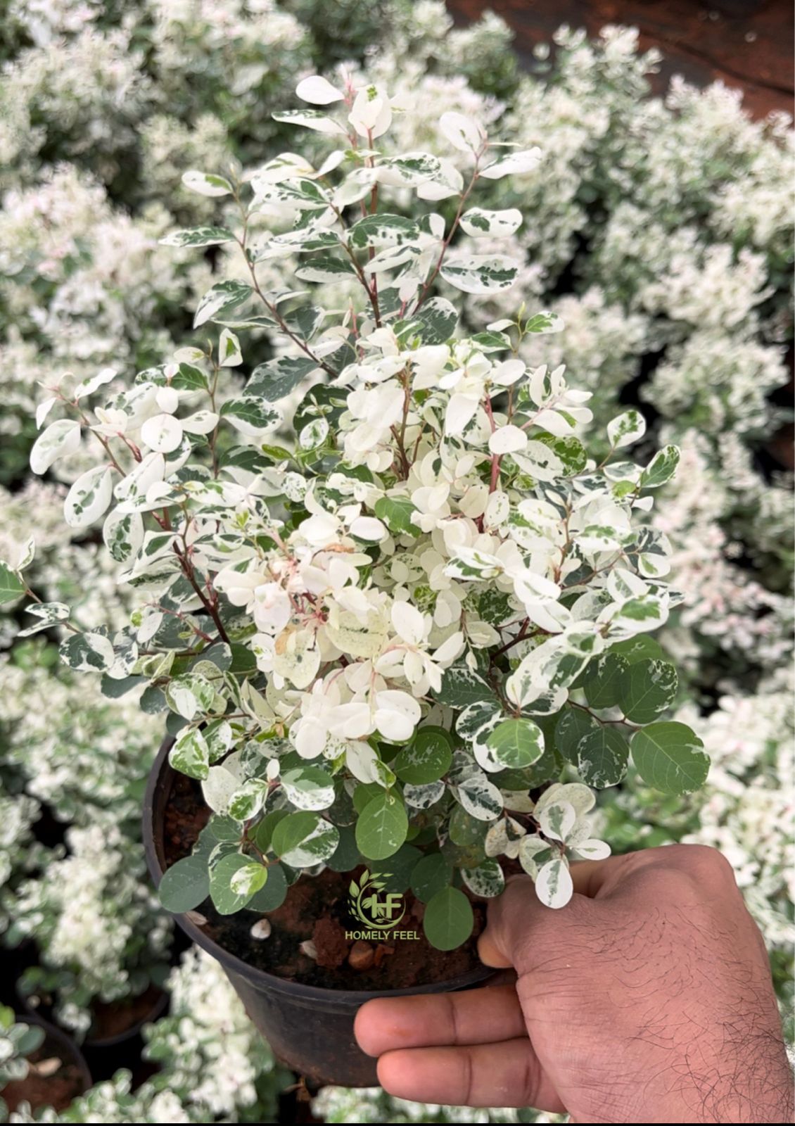 Snow Bush