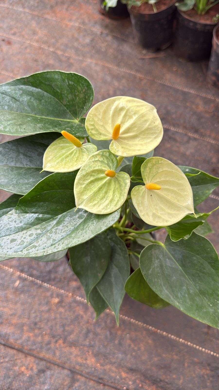 Anthurium Pista Colour.