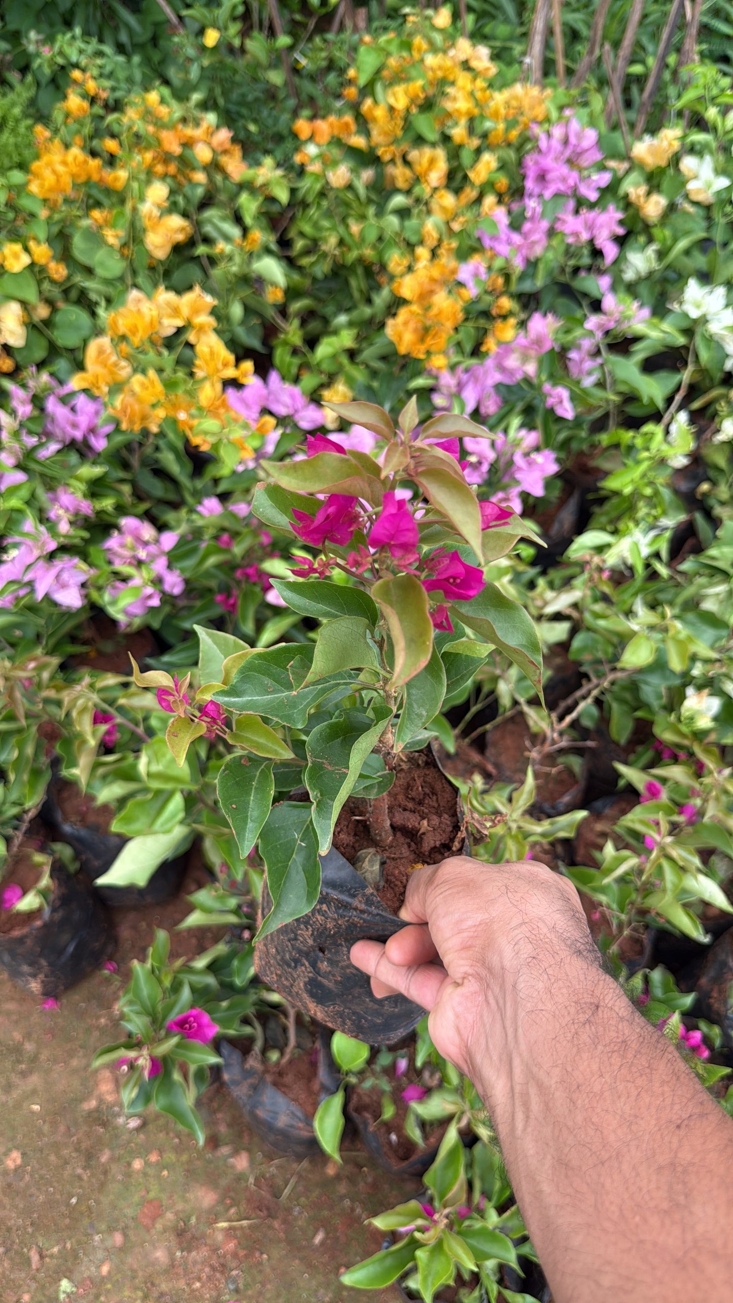 Bougainvillea Pink Beauty Hybrid