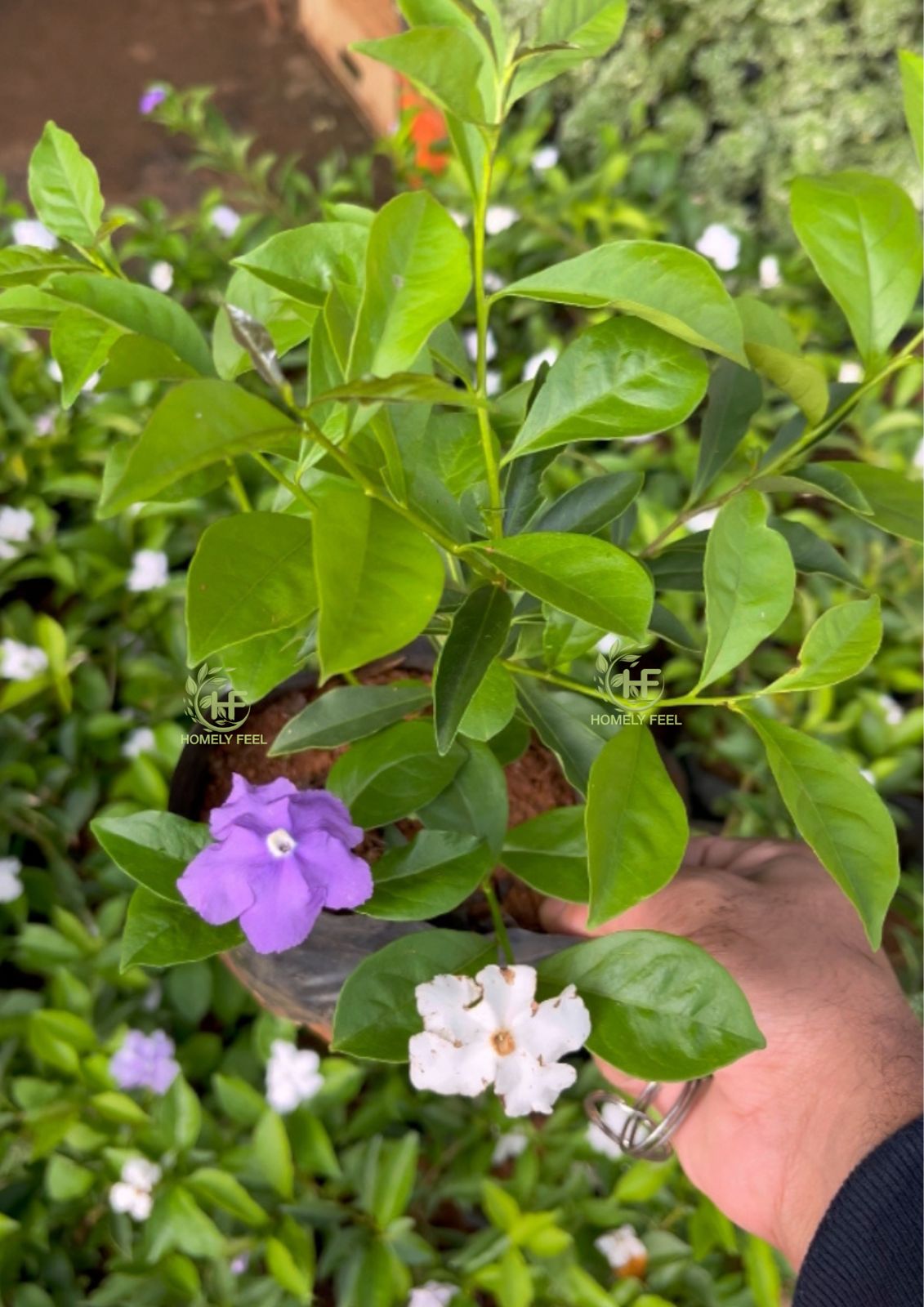Yesterday Today Tomorrow (Scented Nadan/Desi Variety)