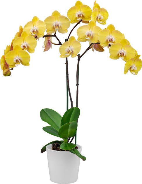 Phalaenopsis(Dazzling Sun)Seedling Plant