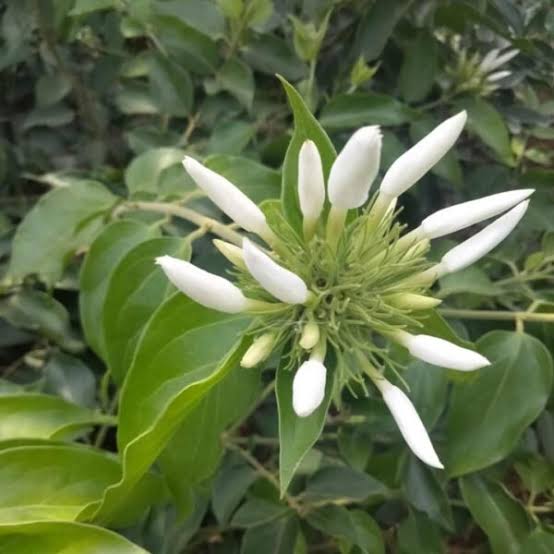Kagda Jasmine(long bud)
