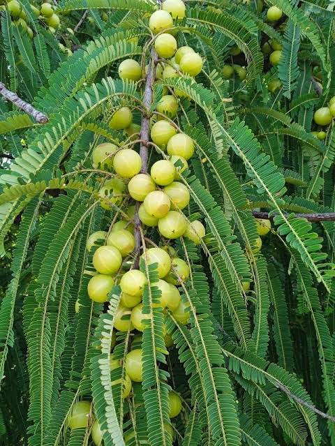 Indian gooseberry tree - top shipping with pot