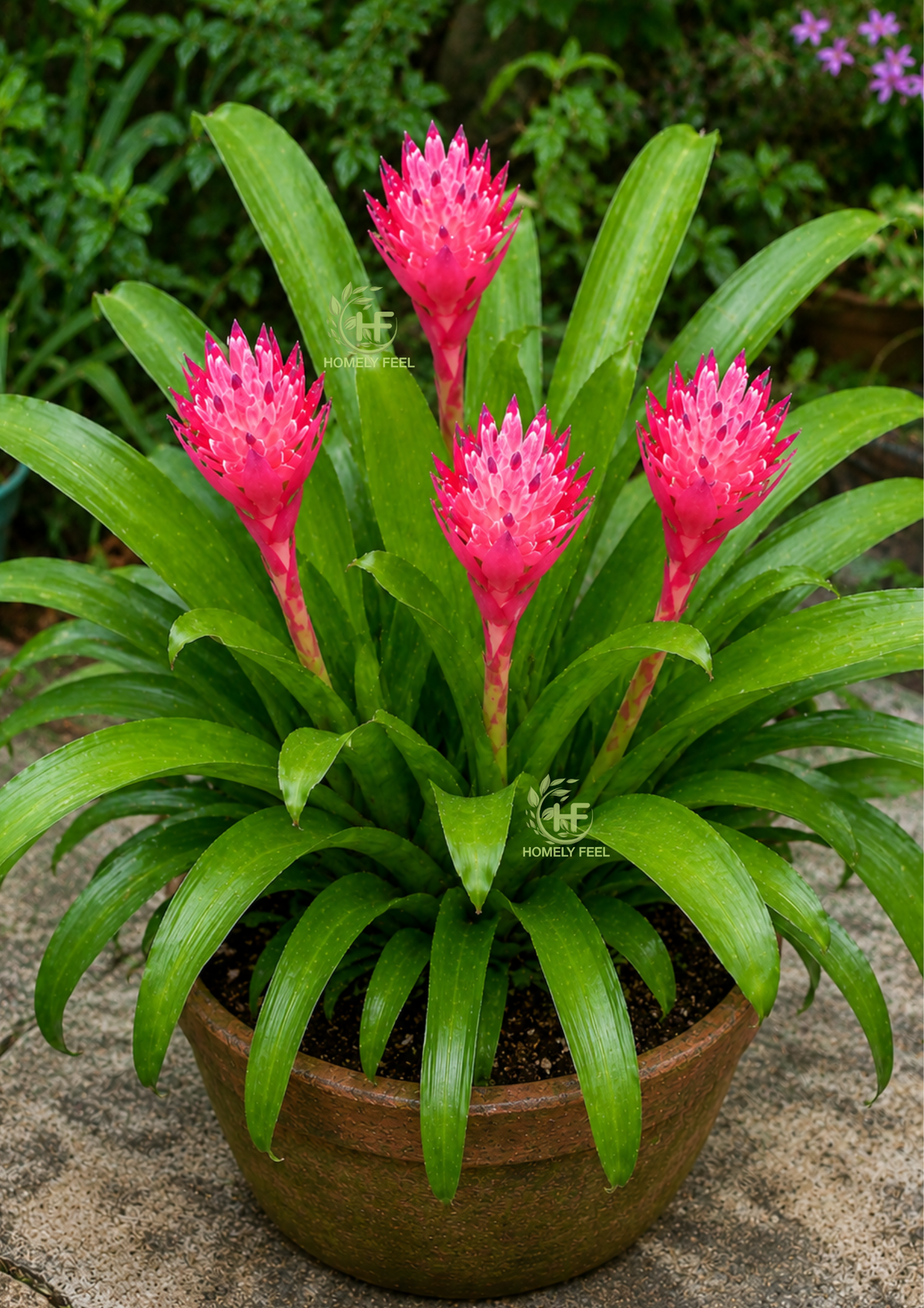 Bromeliad Pink