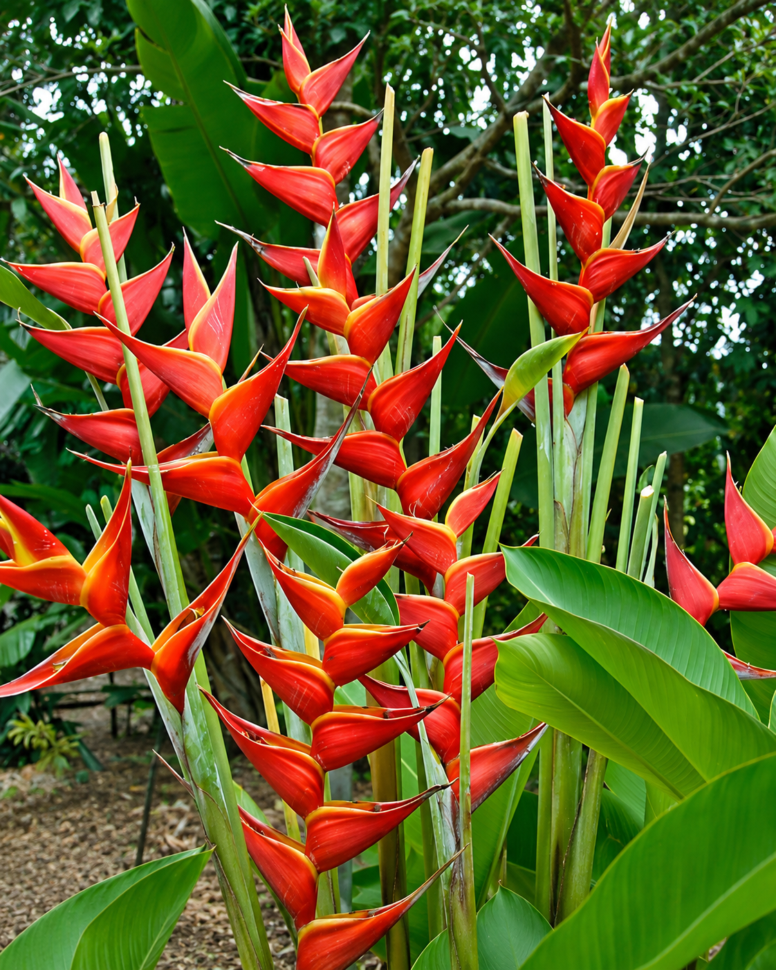 Heliconia Kawauchi