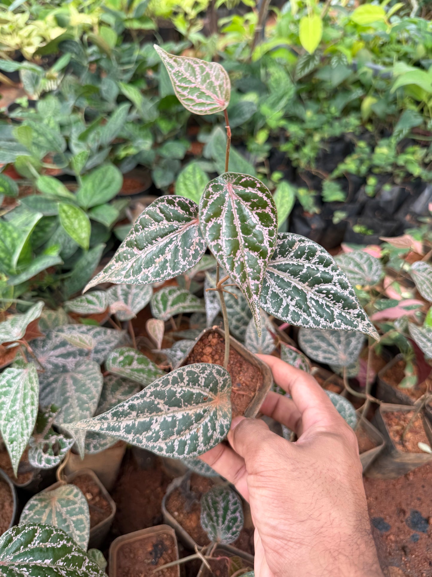 Piper Ornatum(Celebes pepper)