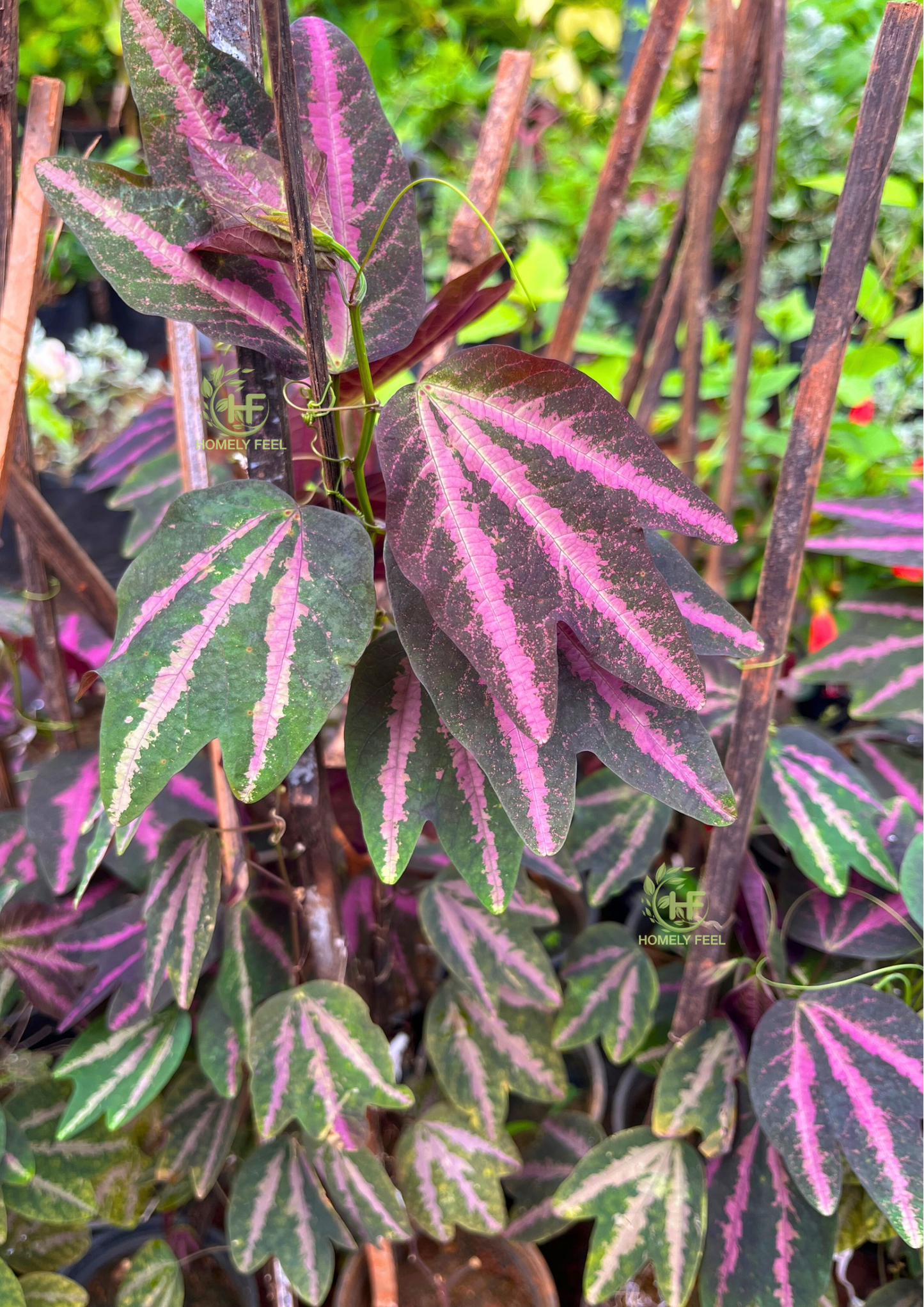 Duck Feet Ivy/Passiflora Trifasciata
