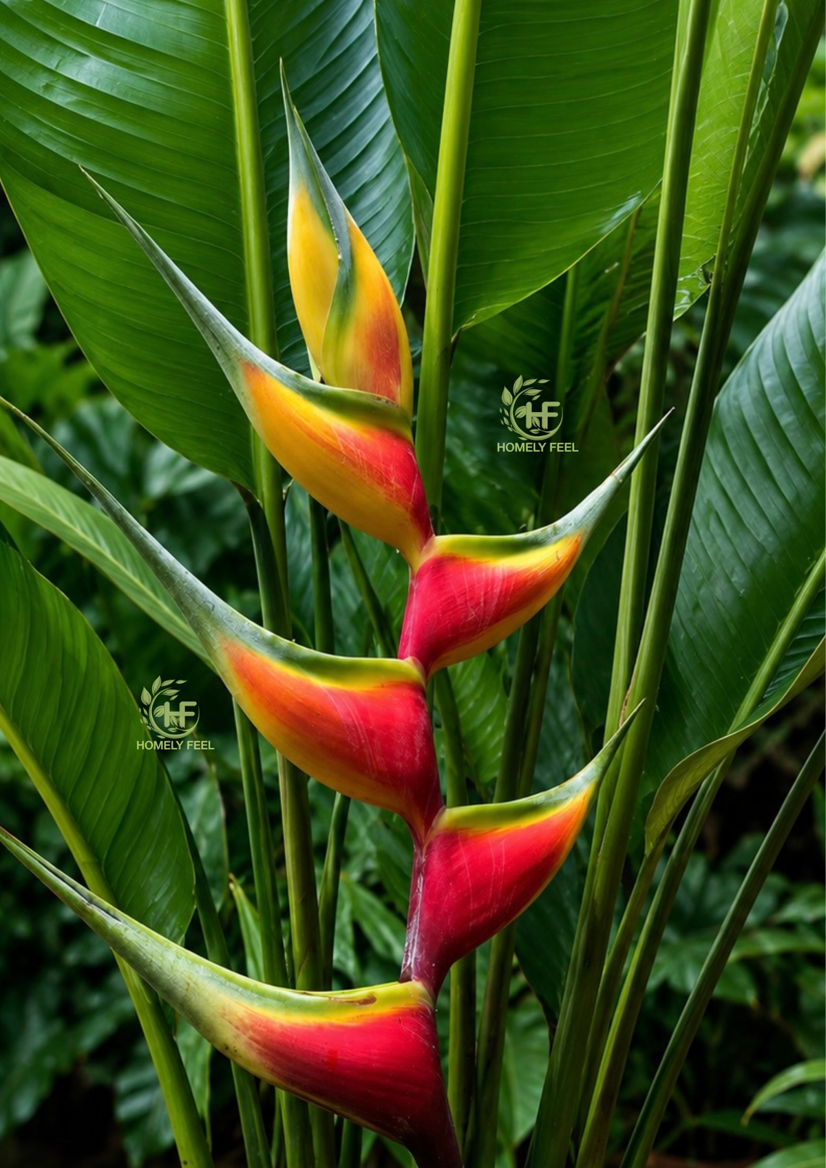 Heliconia Aurea Chalko