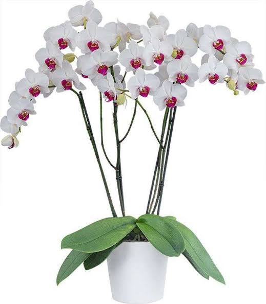 Phalaenopsis(Red Eye)Mature Plant with buds