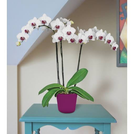 Phalaenopsis(Red Eye)Mature Plant with buds