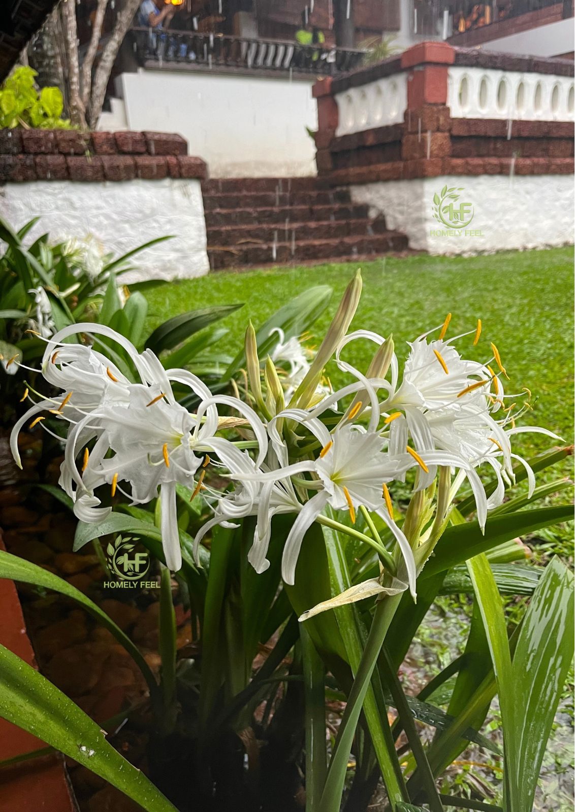 Beach Spider Lilly
