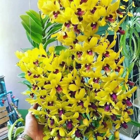 Dendrobium Orchid(Sakda Gold) Mature Plant