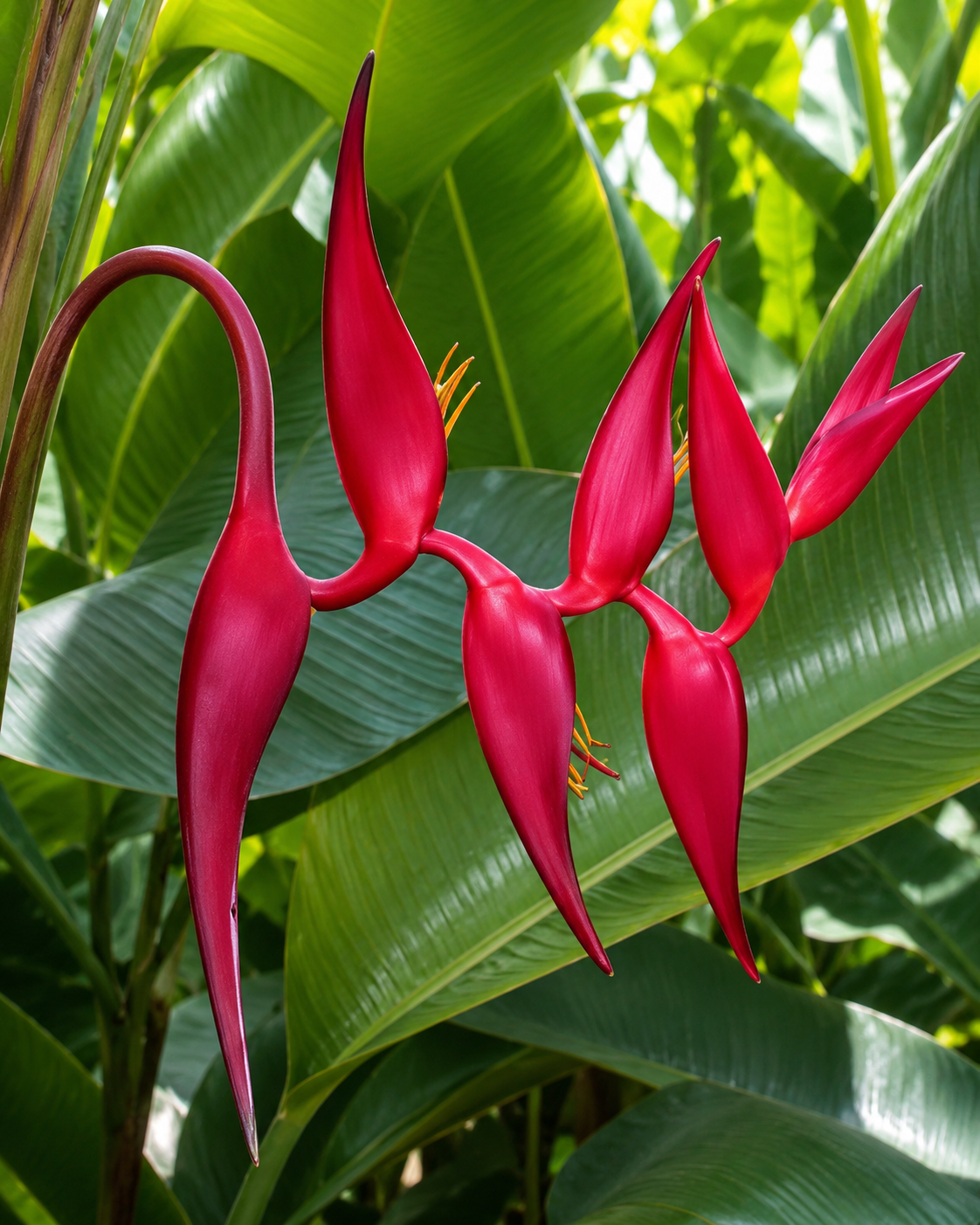Heliconia Pedro Ortiz
