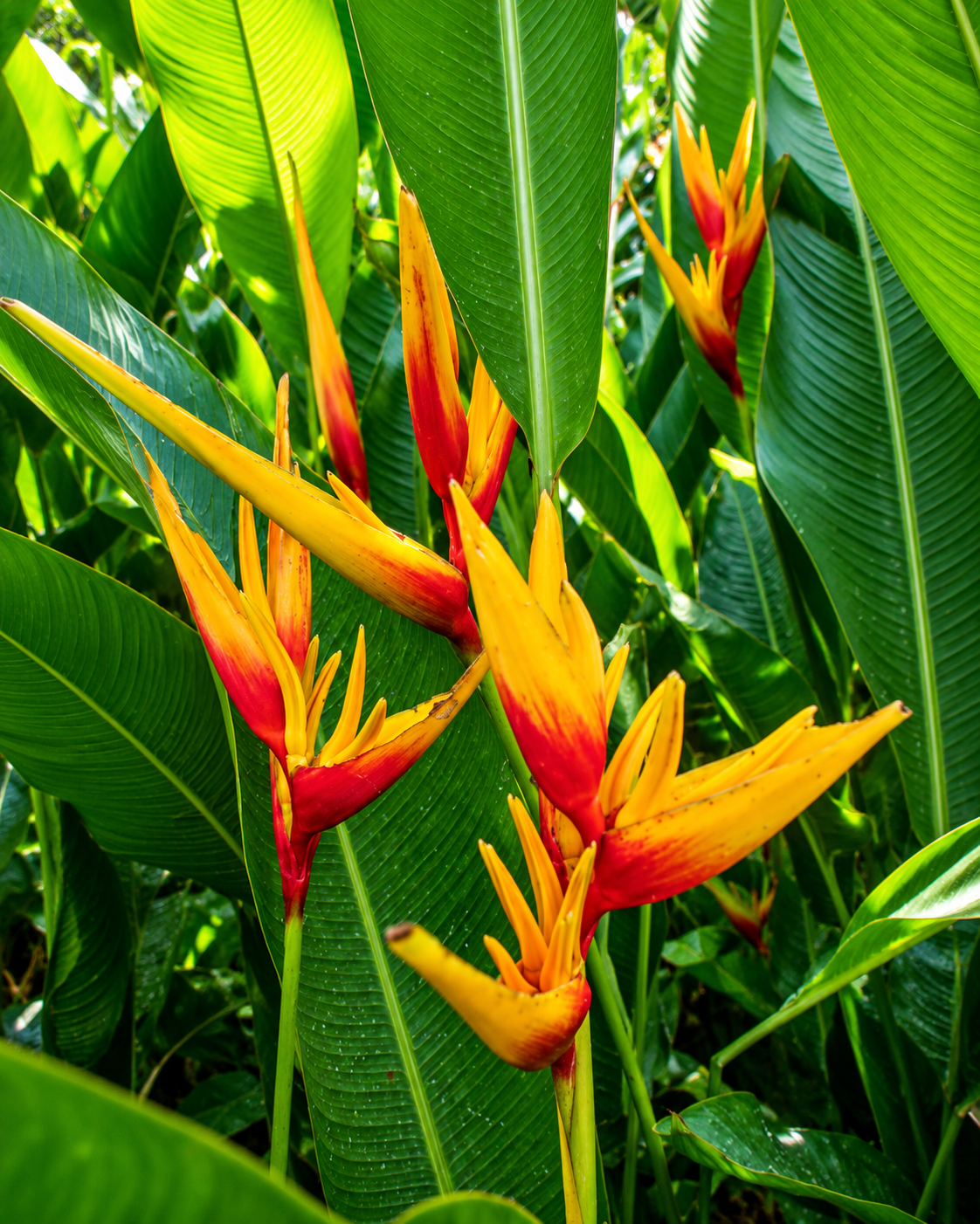 Heliconia Golden Torch Adrian