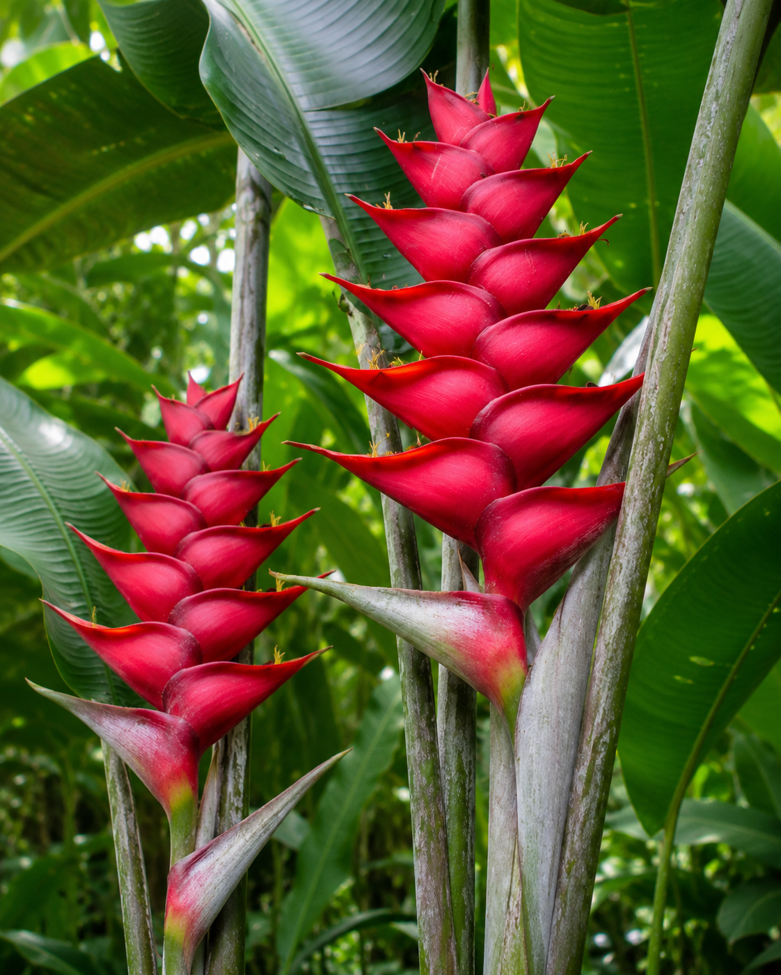 Heliconia Caribbean Red