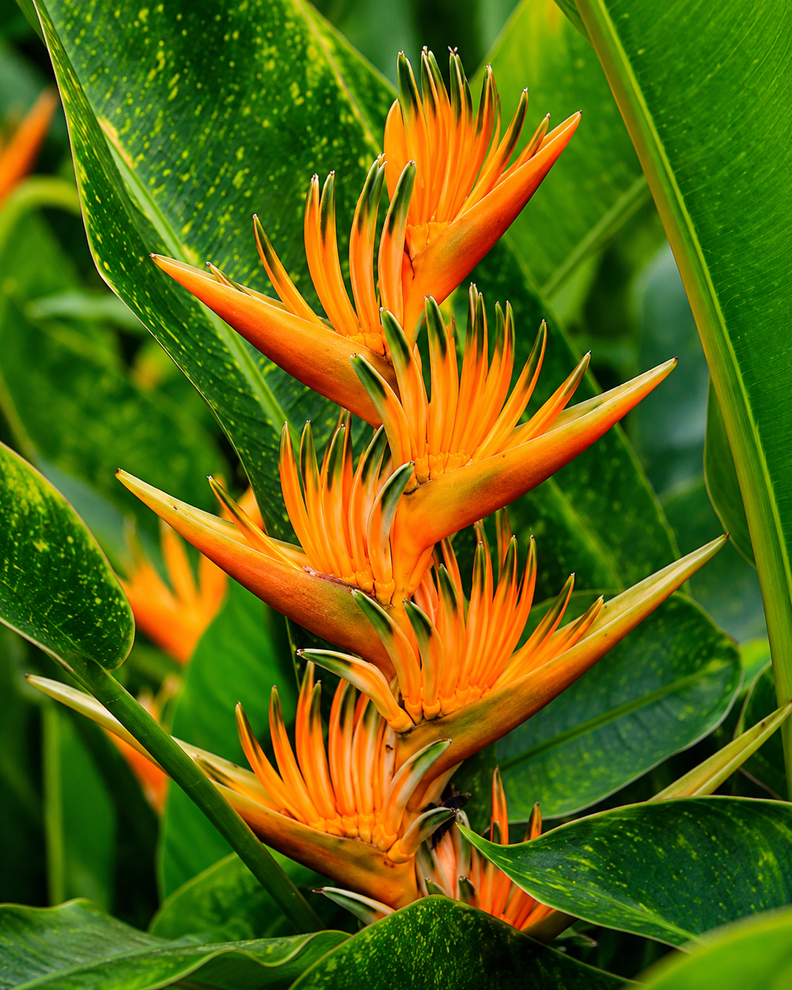 Dorgie Water Heliconia