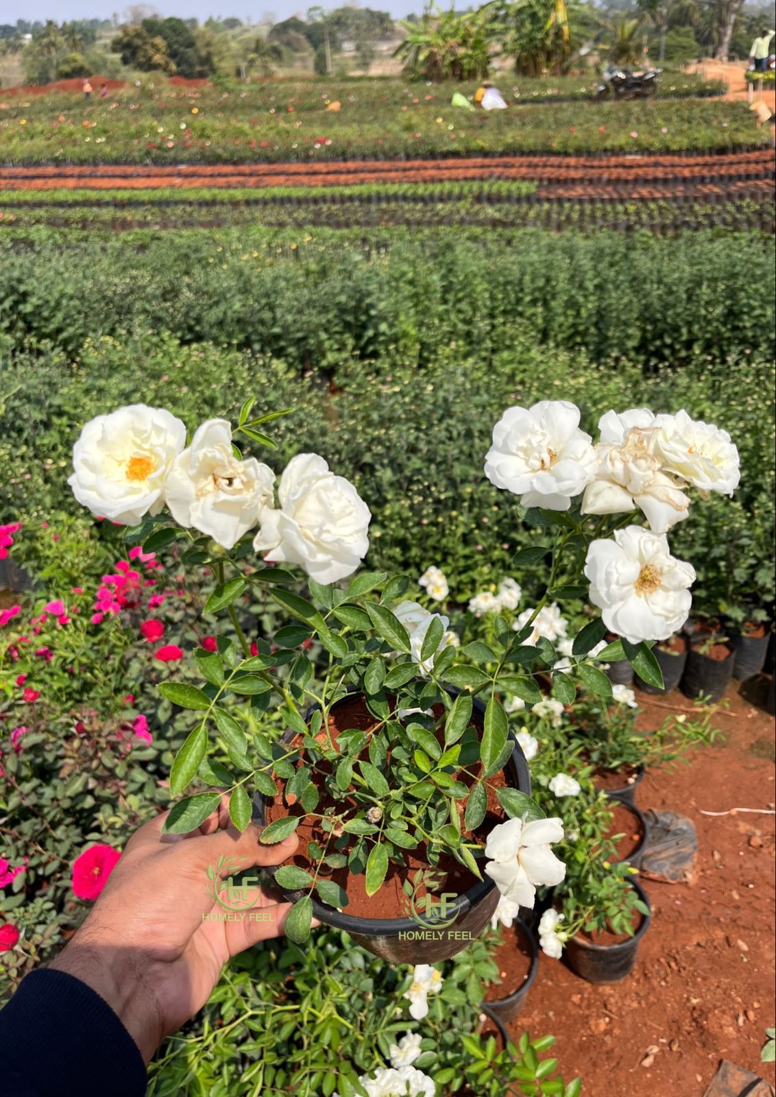 Summer Snow Rose