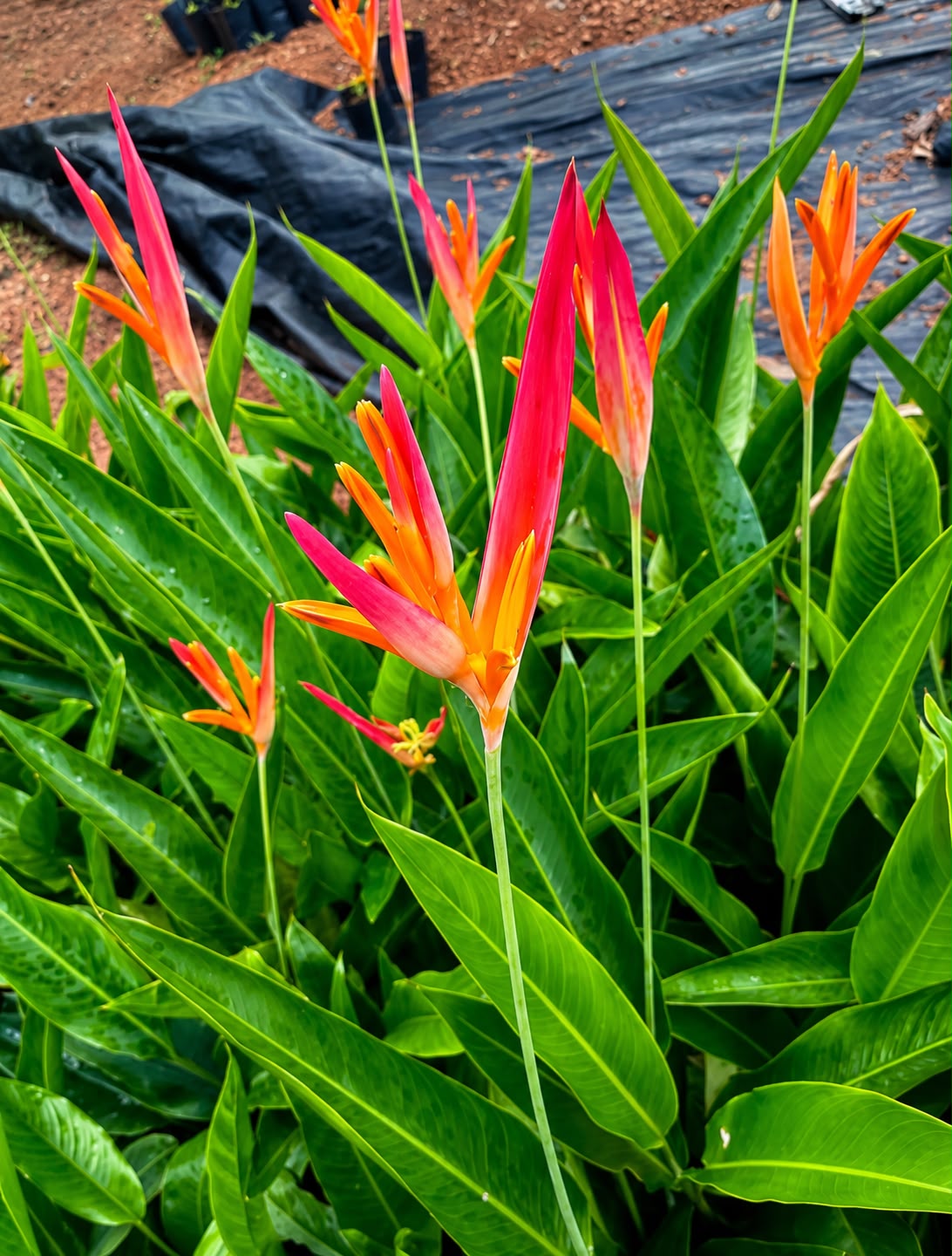 Heliconia Spetra