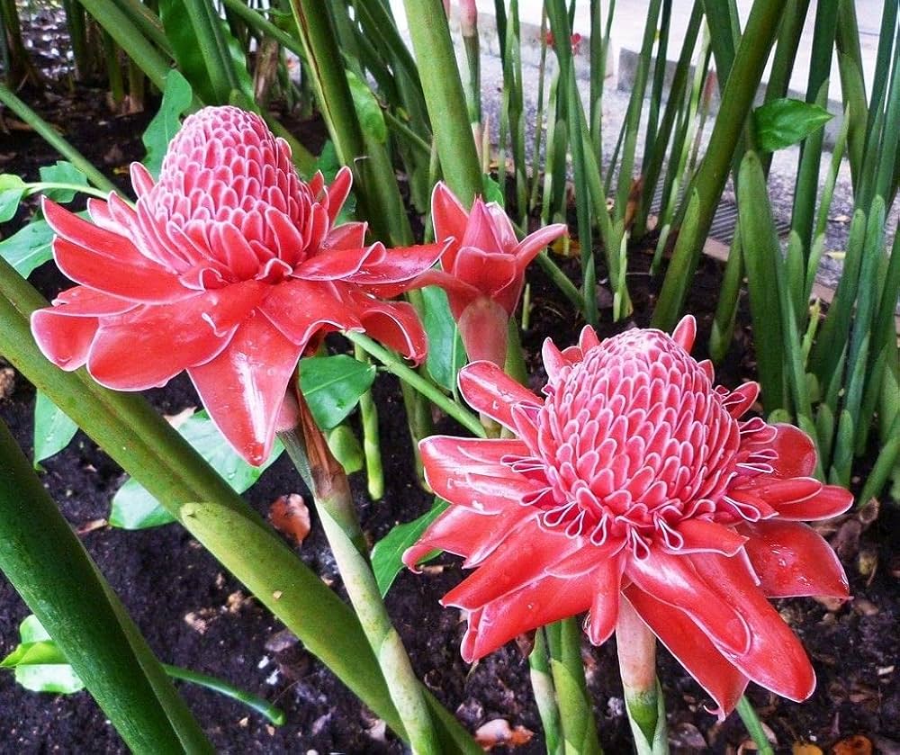 Torch Ginger Pinkish Red