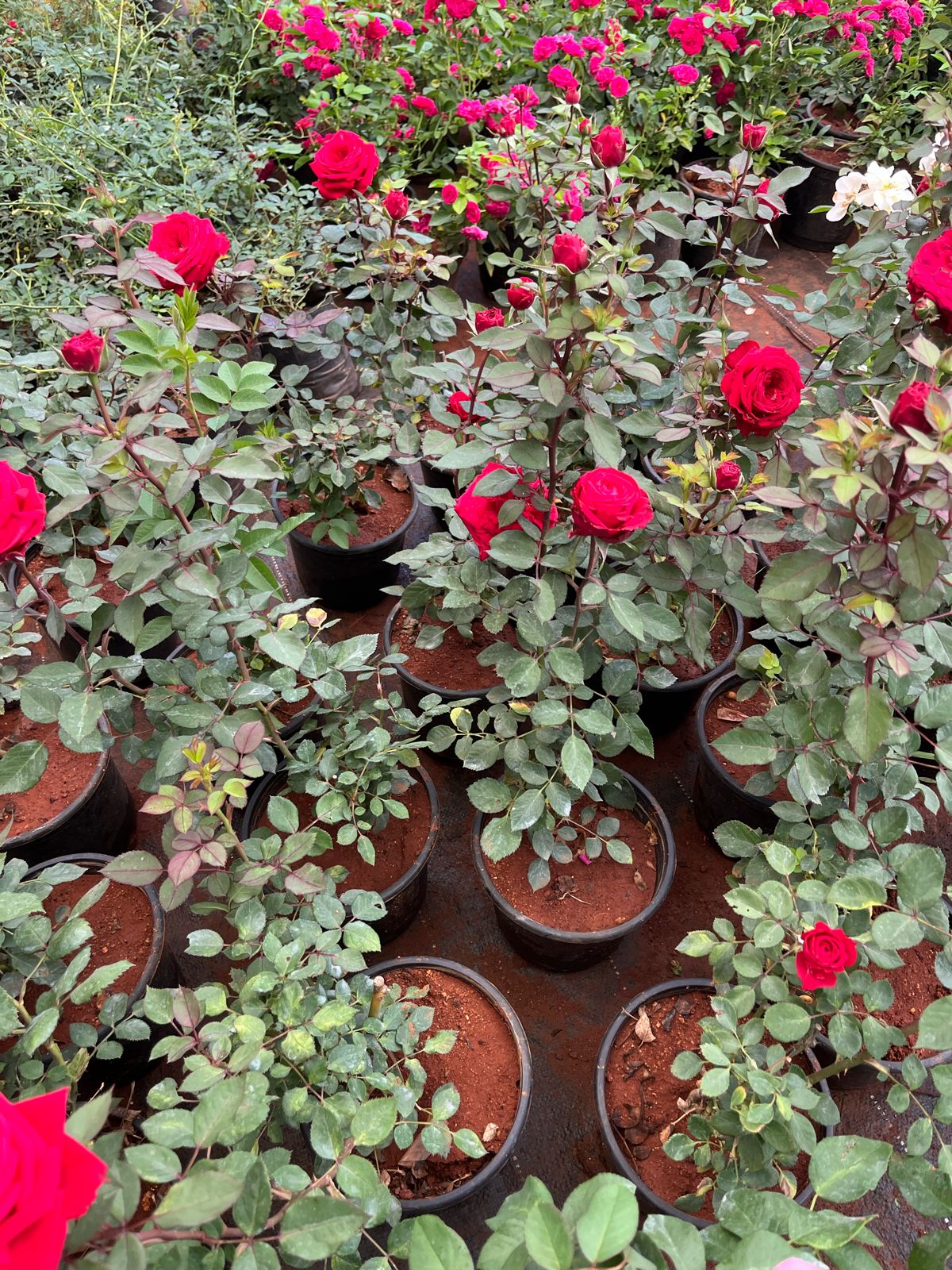 Apple Red Rose