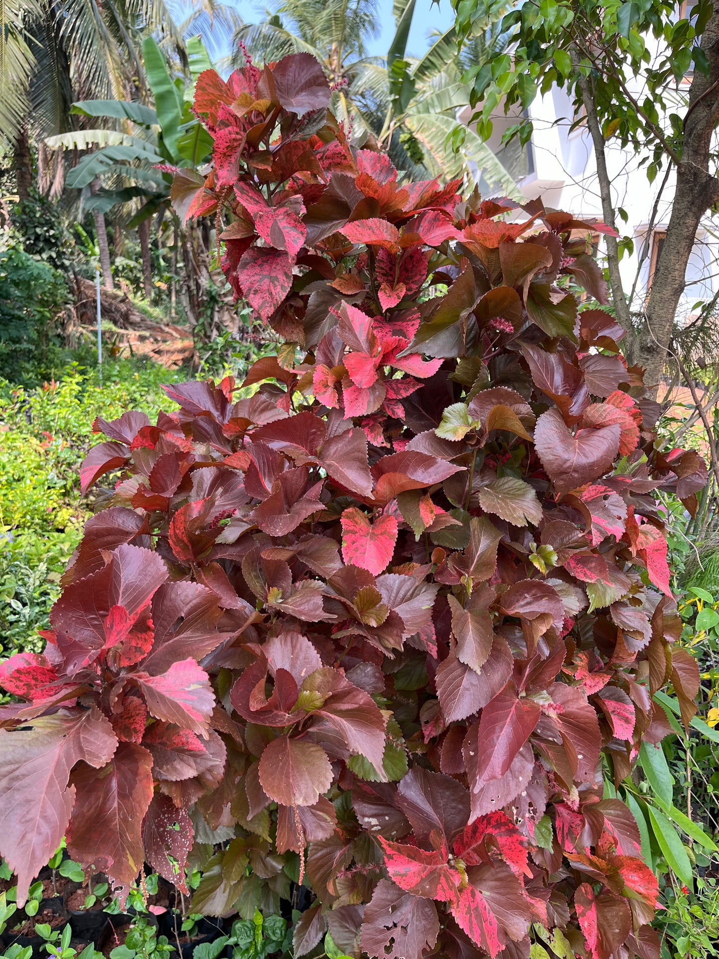Acalypha Ceylon