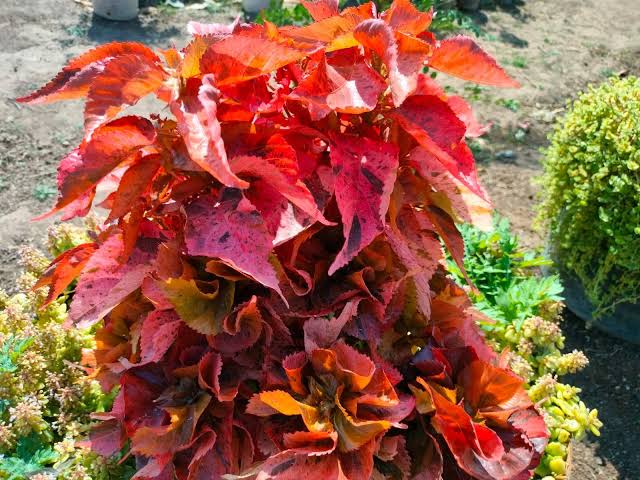 Acalypha Ceylon