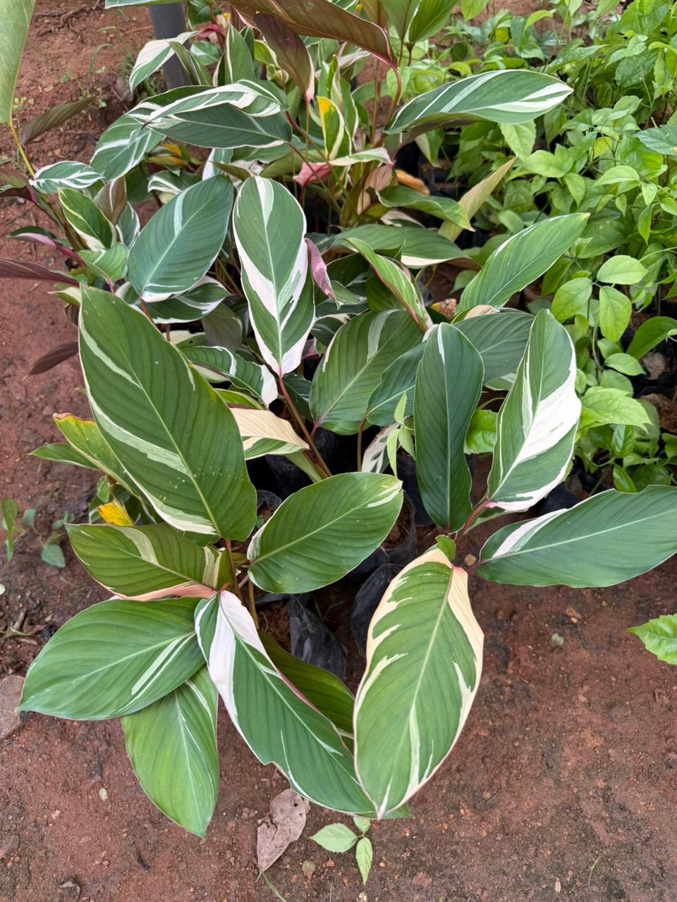 Calathea Lutea Variegated