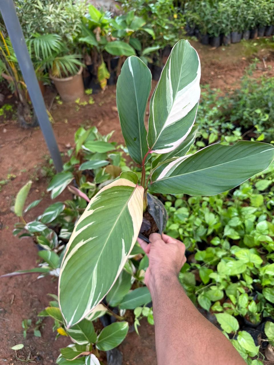 Calathea Lutea Variegated