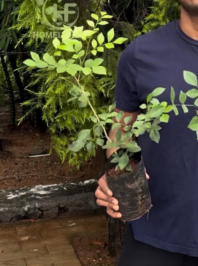 Murraya/Orange Jasmin/Maramulla(Normal Variety)