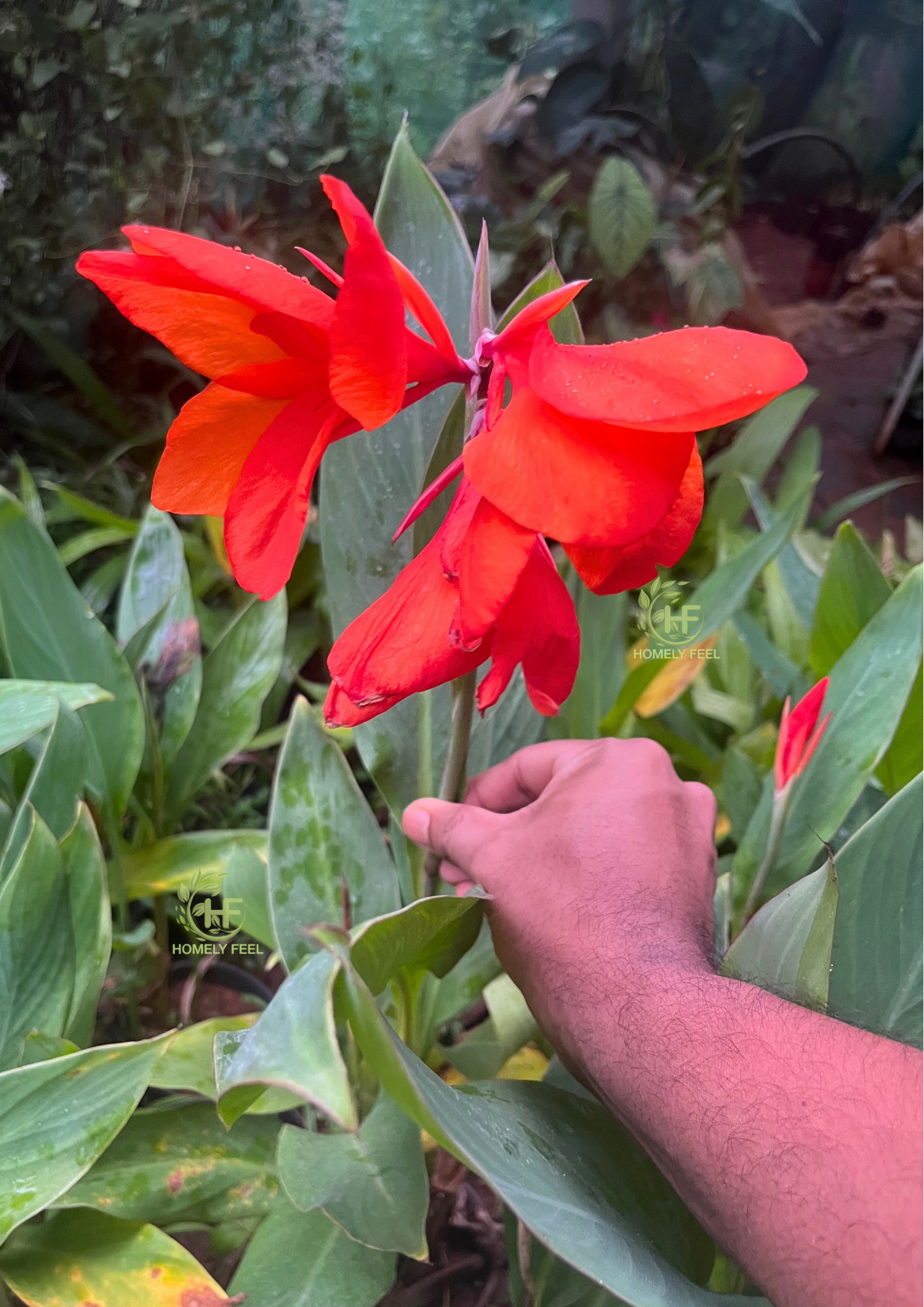 Canna Lilly Dark Orange Hybrid