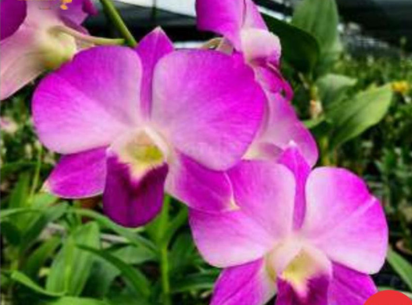 Dendrobium Orchid(Tiny Pink Butterfly) with flower/buds