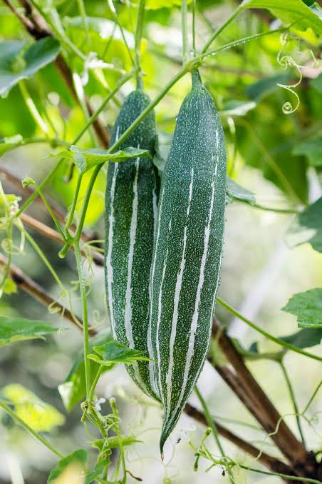 Snake gourd green seed(പച്ച പടവലം)