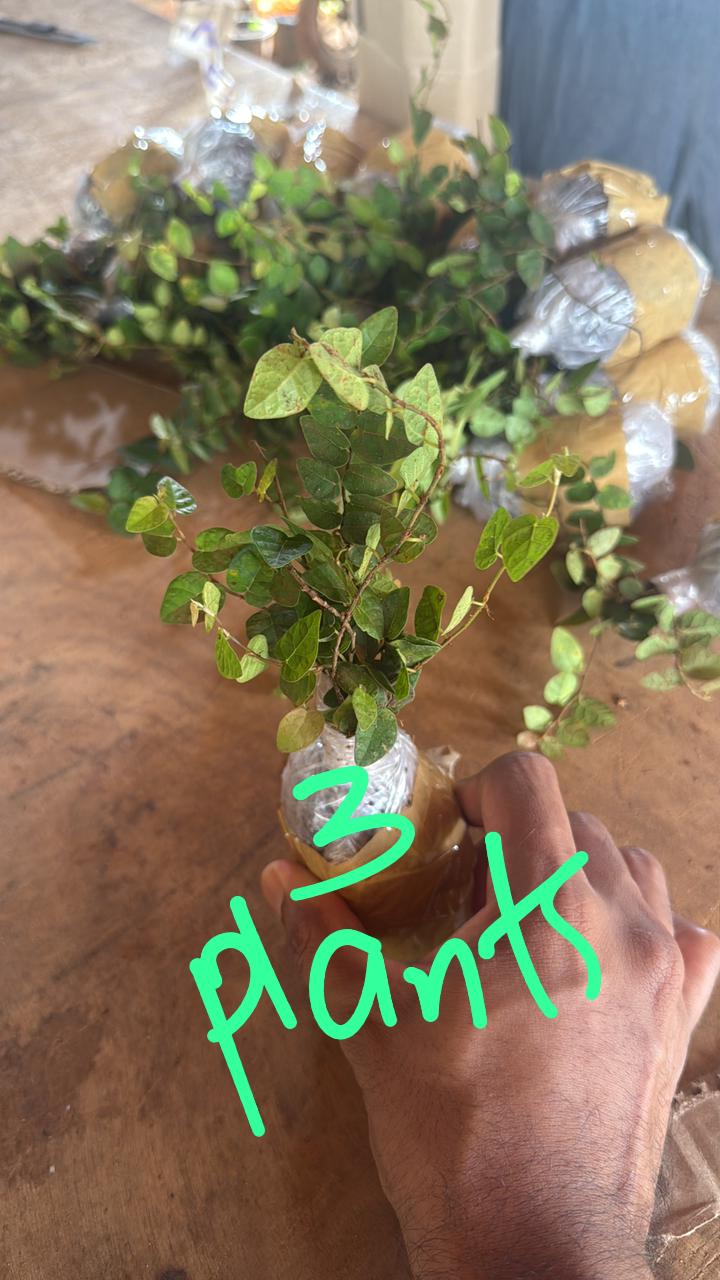 Creeping Fig combo (3 plants)