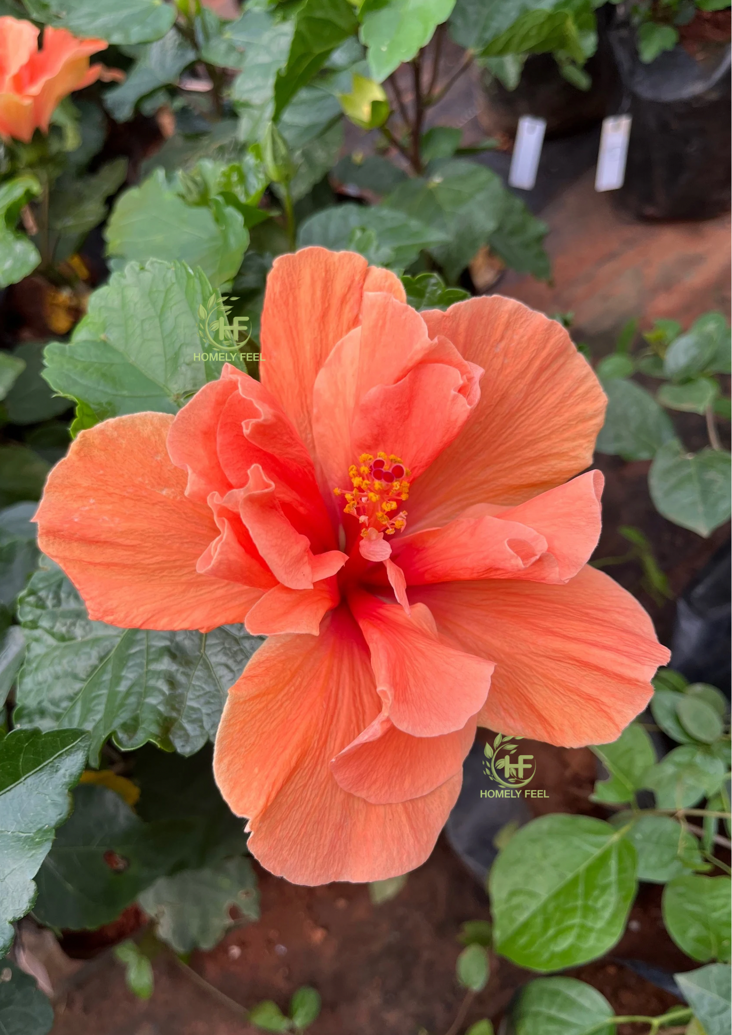 Hibiscus Code 11