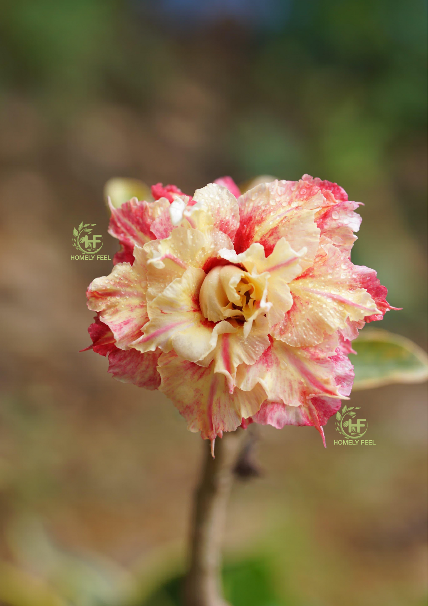 Adenium HA61
