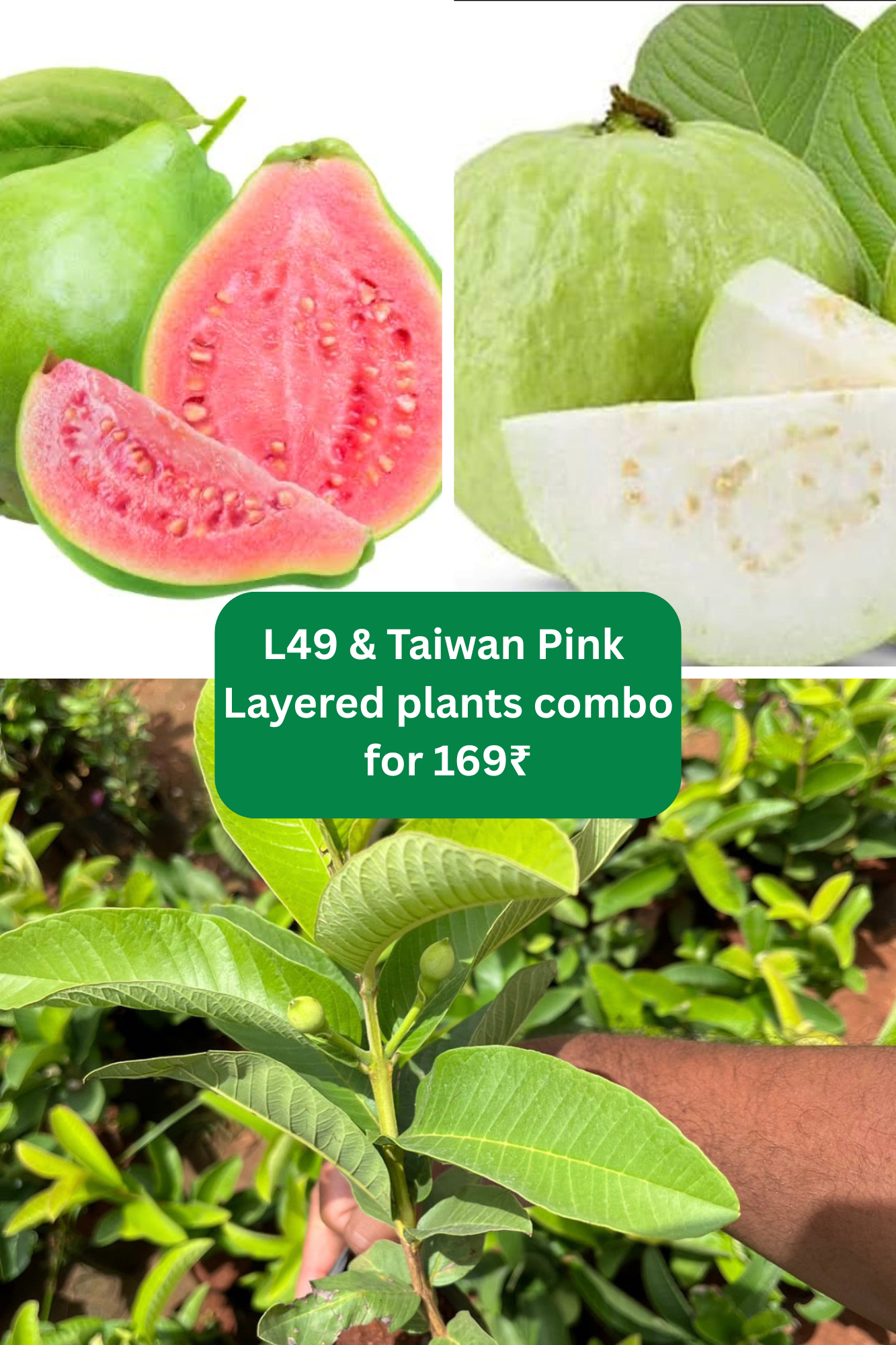 L49 & Taiwan Pink Guava Layered plants combo