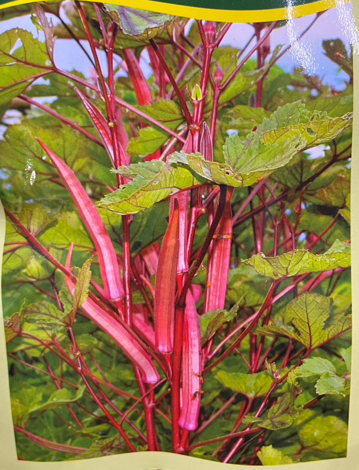 Red Ladies Finger(ചുവന്ന വെണ്ട)seed