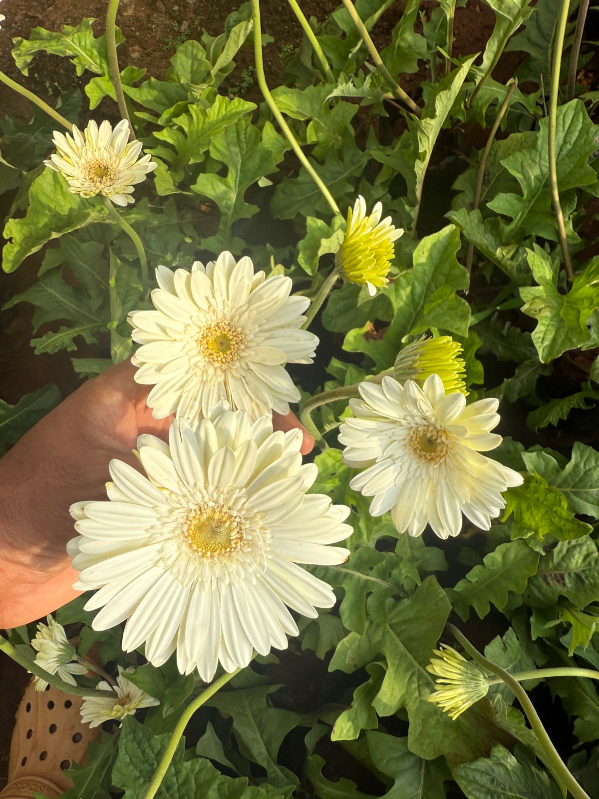 Gerbera White