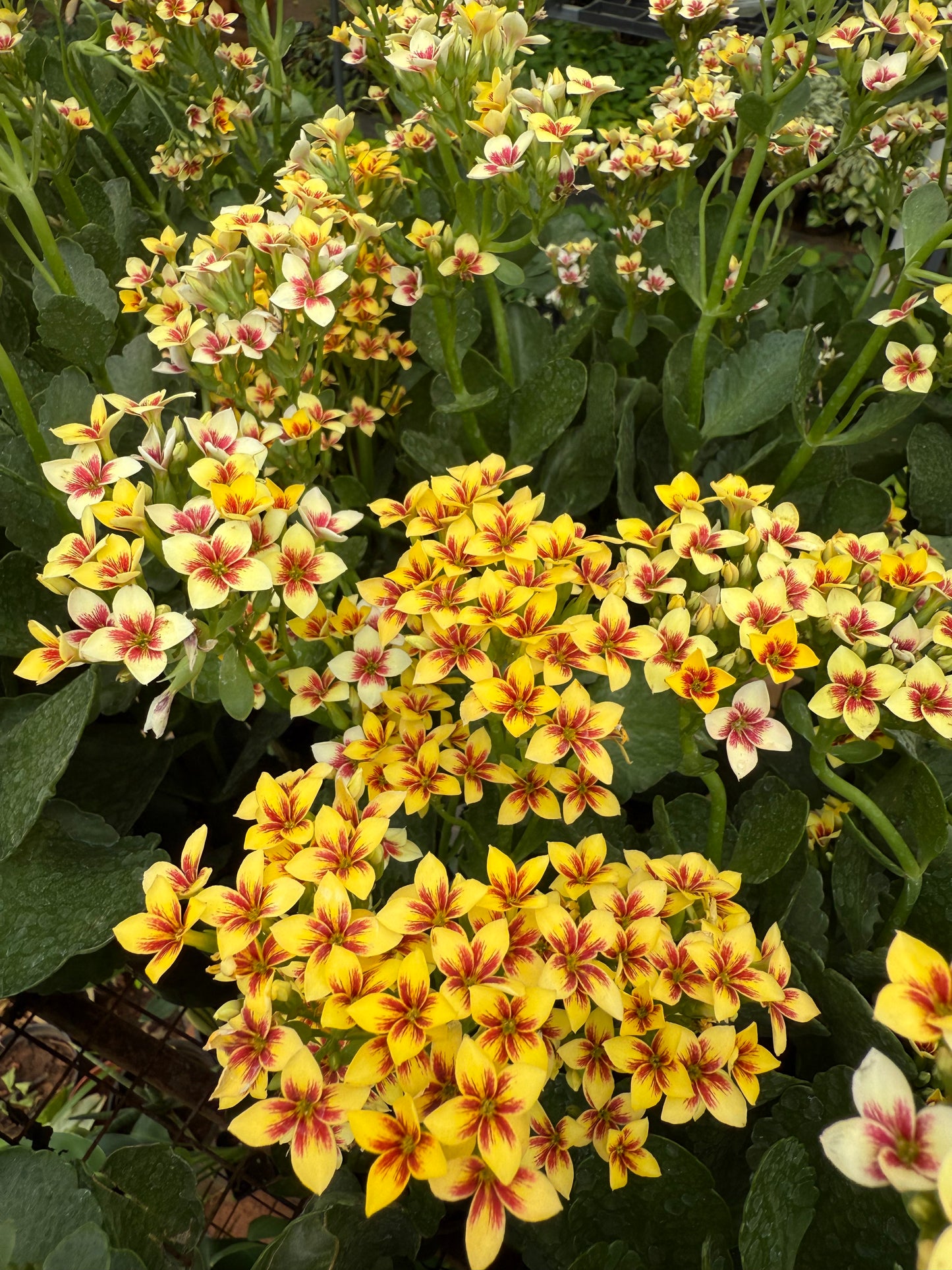 Kalanchoe Double Colour