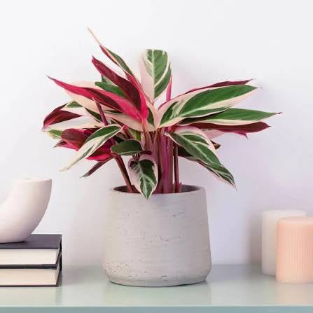 Maranta Triostar