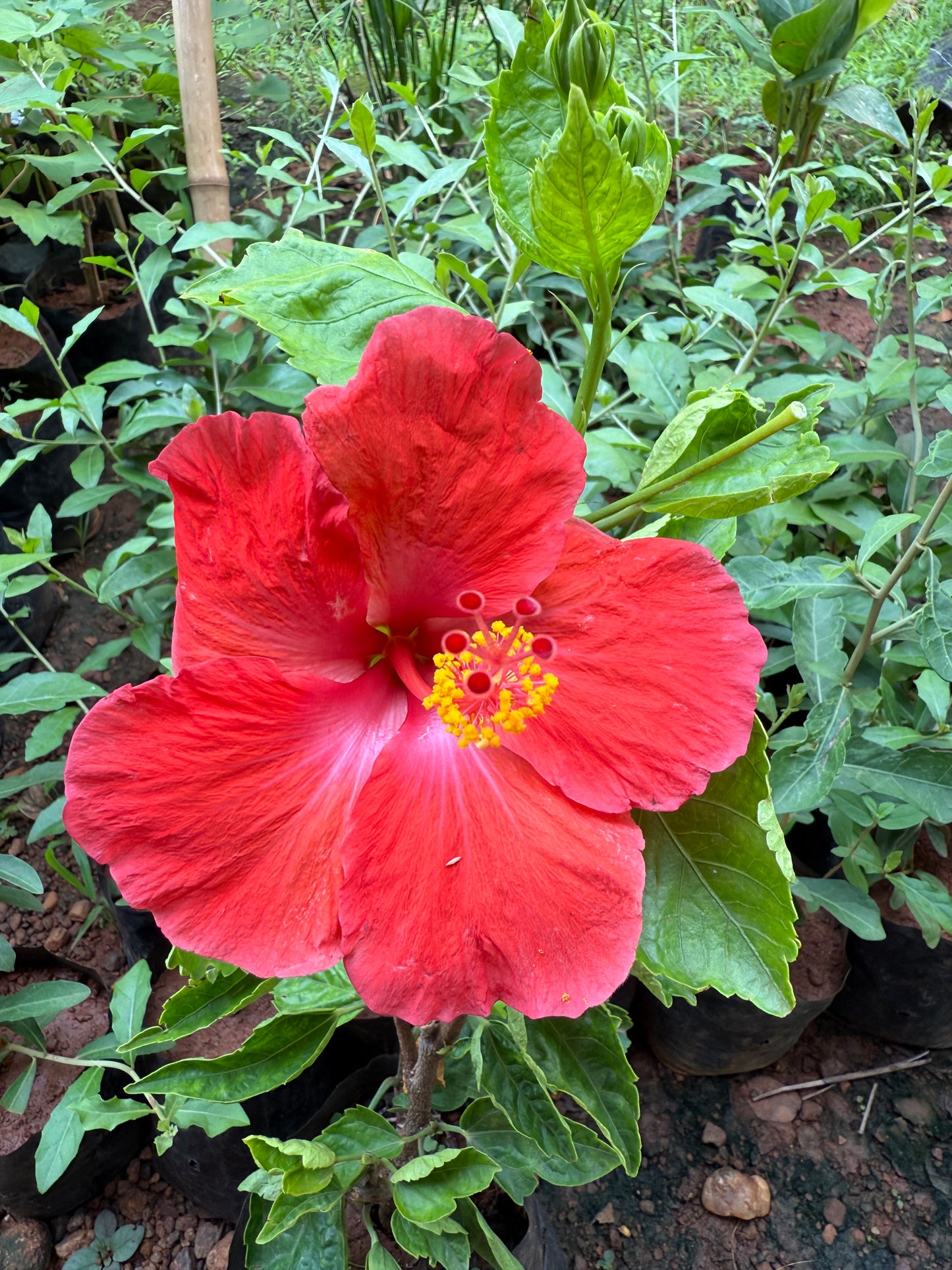 Hibiscus Reddish Orange