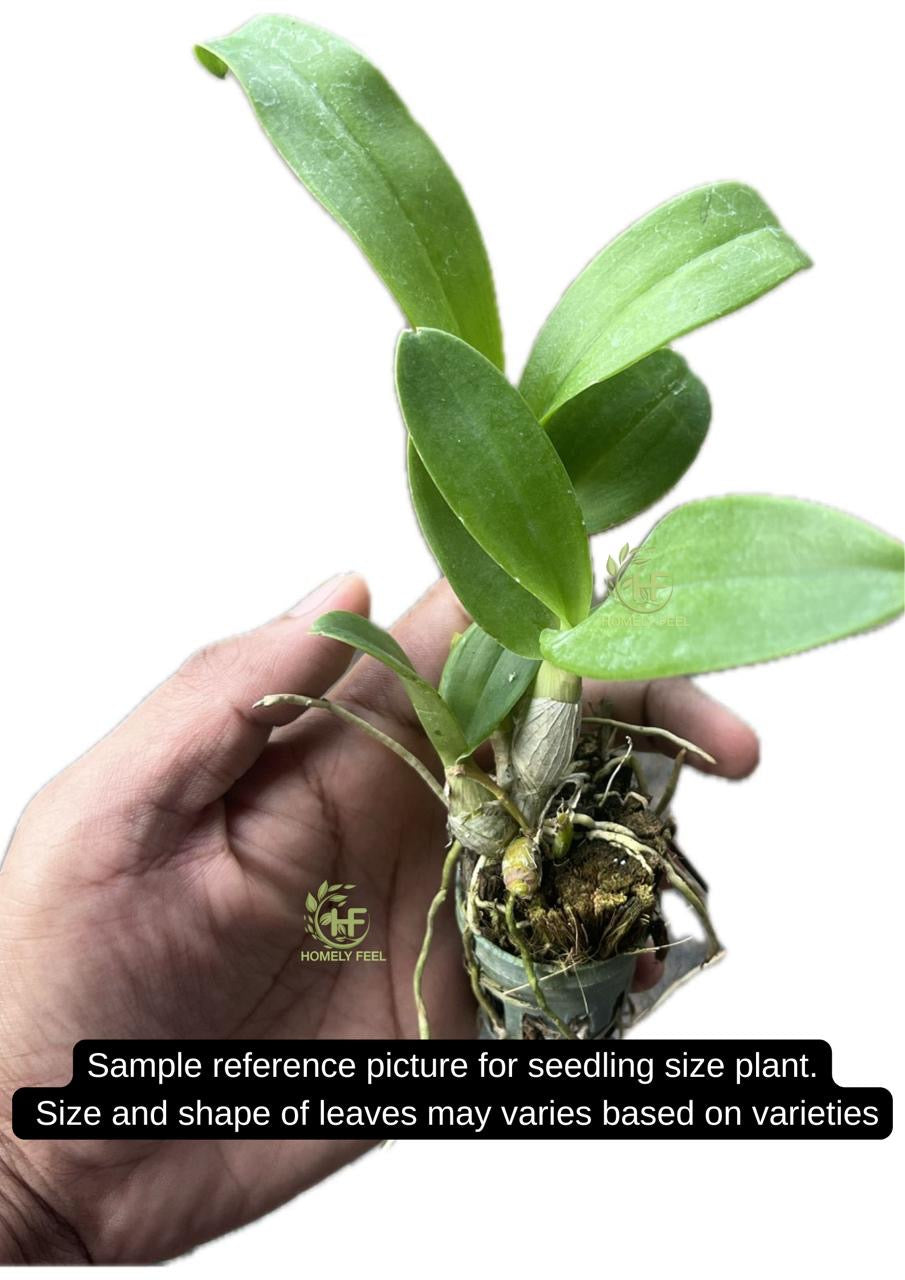 Dendrobium Orchid(Burana Pink Glow) Seedling