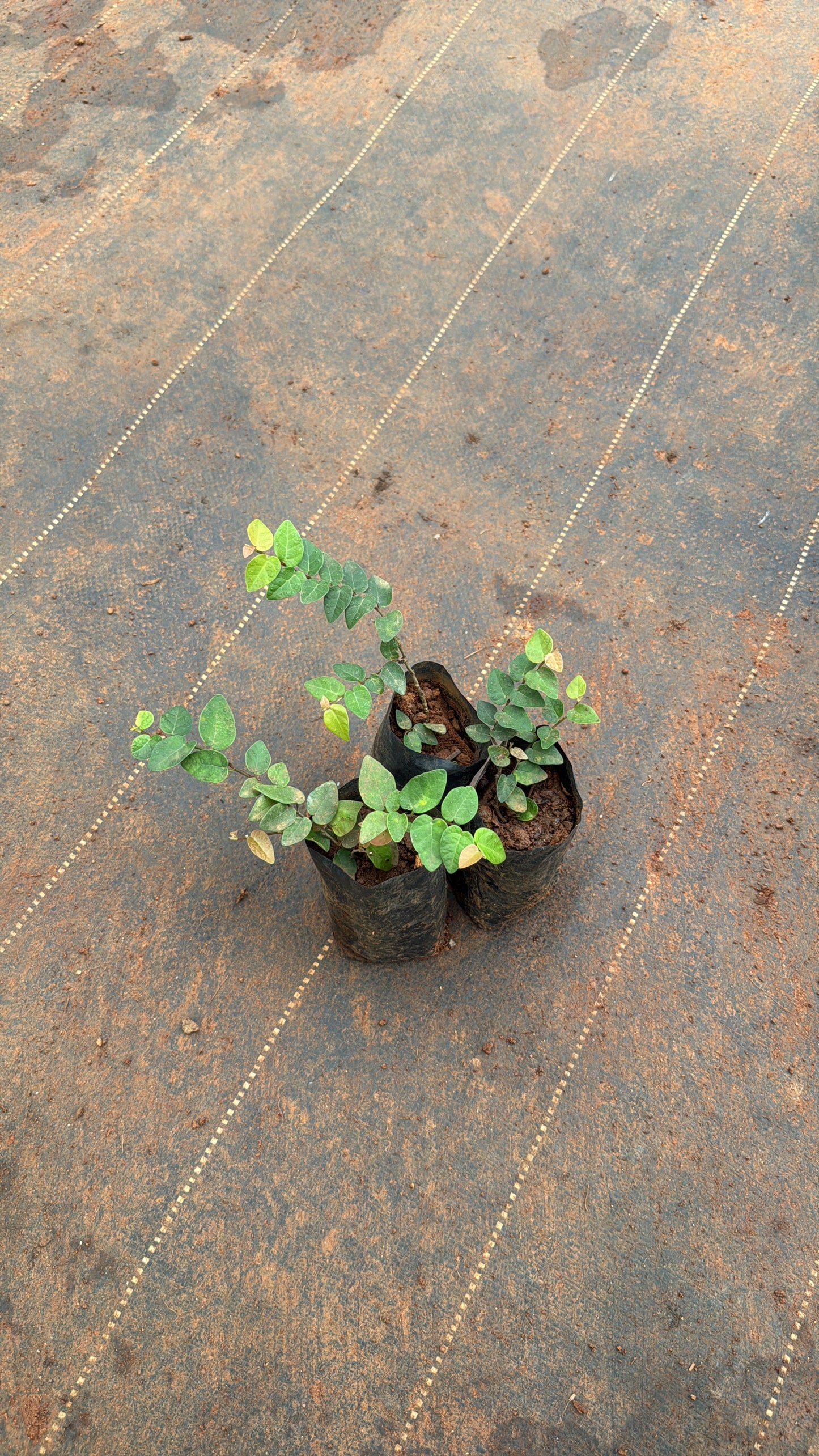 Creeping Fig combo (3 plants)