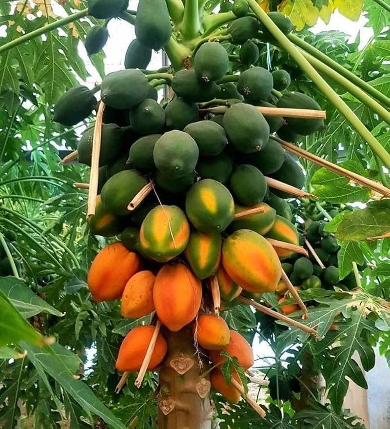 Red Lady Papaya Plant