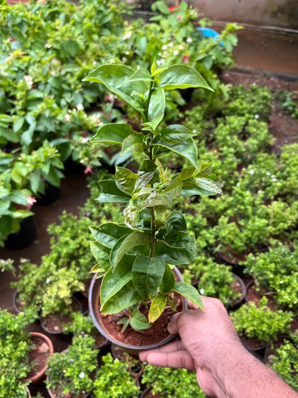 Yesterday Today Tomorrow Hybrid